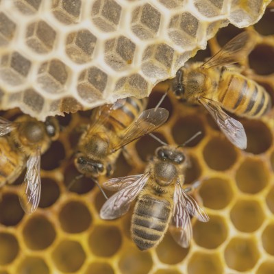 Bee hive honeycomb macro close-up nature collaboration