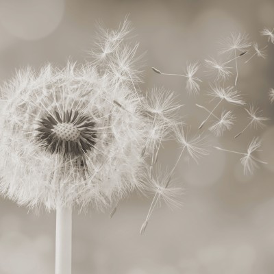 Dandelion seedhead morning light nature growth