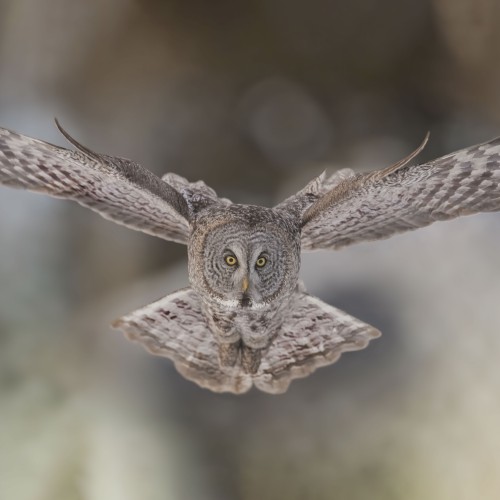 Flying grey owl in natural habitat environment